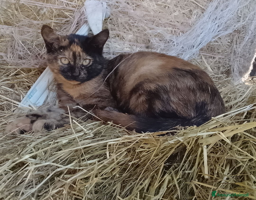 Meticcio gatti in regalo: Gattini - Annuncio 1