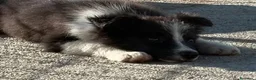 Border Collie cani in vendita: Cuccioli Border Collie con Pedigree - Annuncio 3
