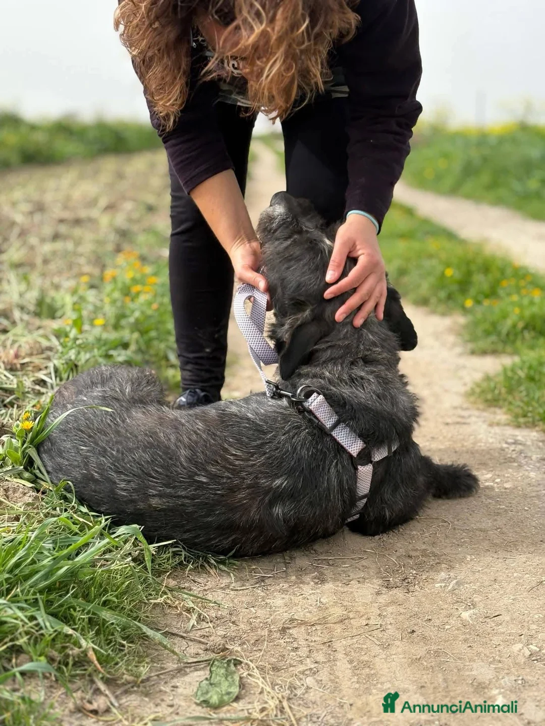 Meticcio cani in regalo: Aron. - Annuncio 4