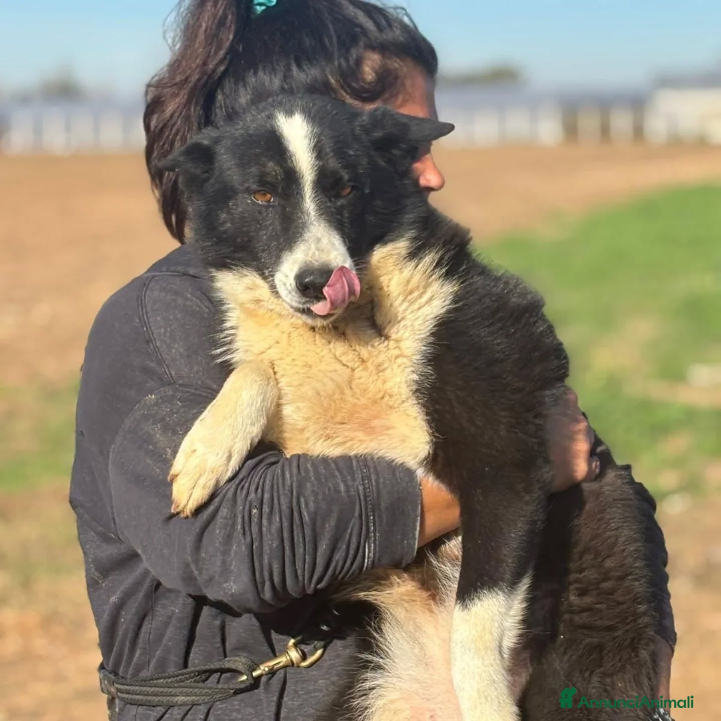 Cane da Orso della Carelia cani IRMA cane da orso della Carelia  in adozione - Annuncio 2