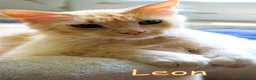 Altre razze gatti in regalo: LEON GATTINO STUPENDO A PELO LUNGO ROSA - Annuncio 3