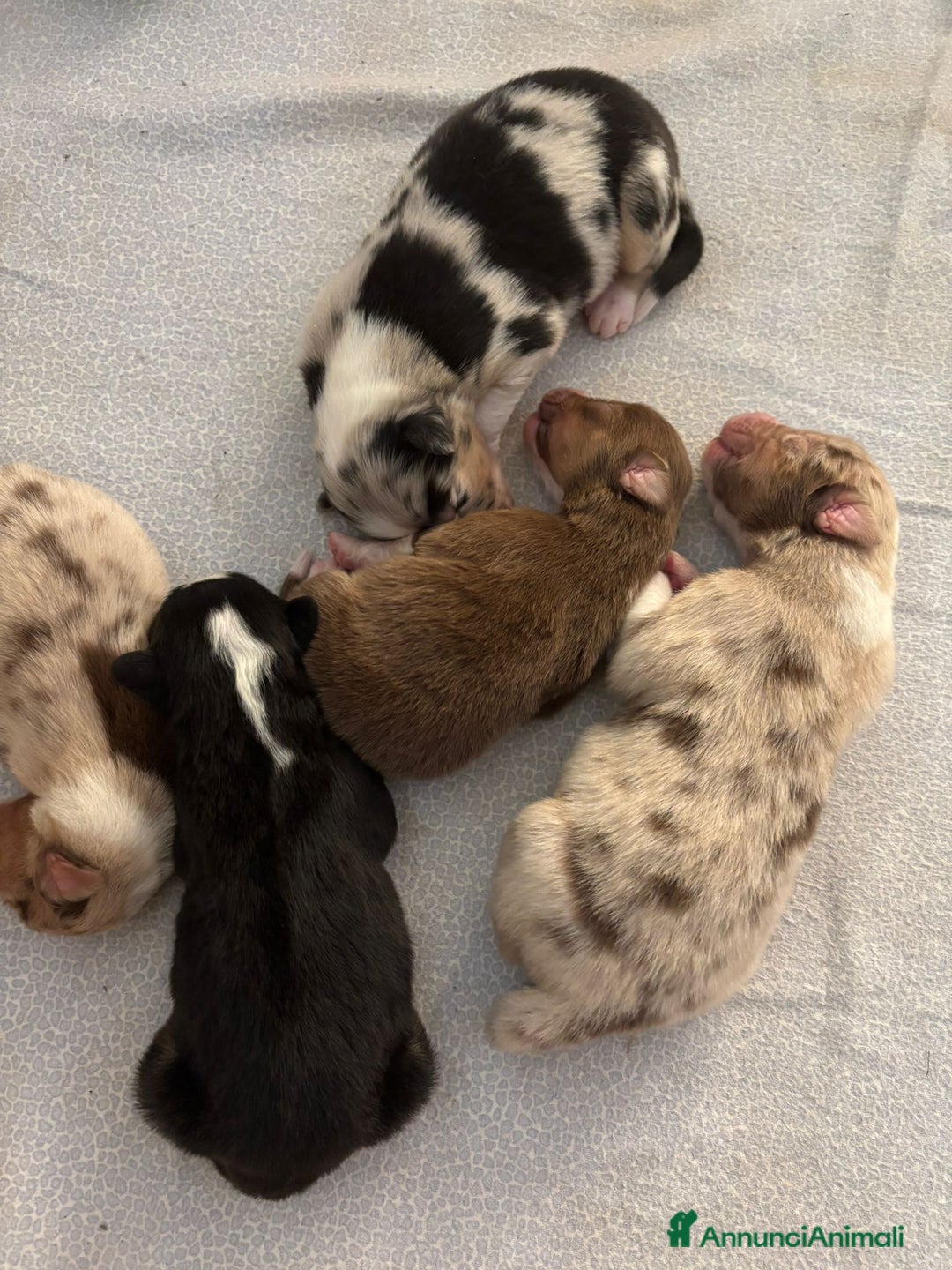 Australian Shepherd cani in vendita: Cuccioli di Pastore Australiano con pedigree ENCI - Annuncio 4