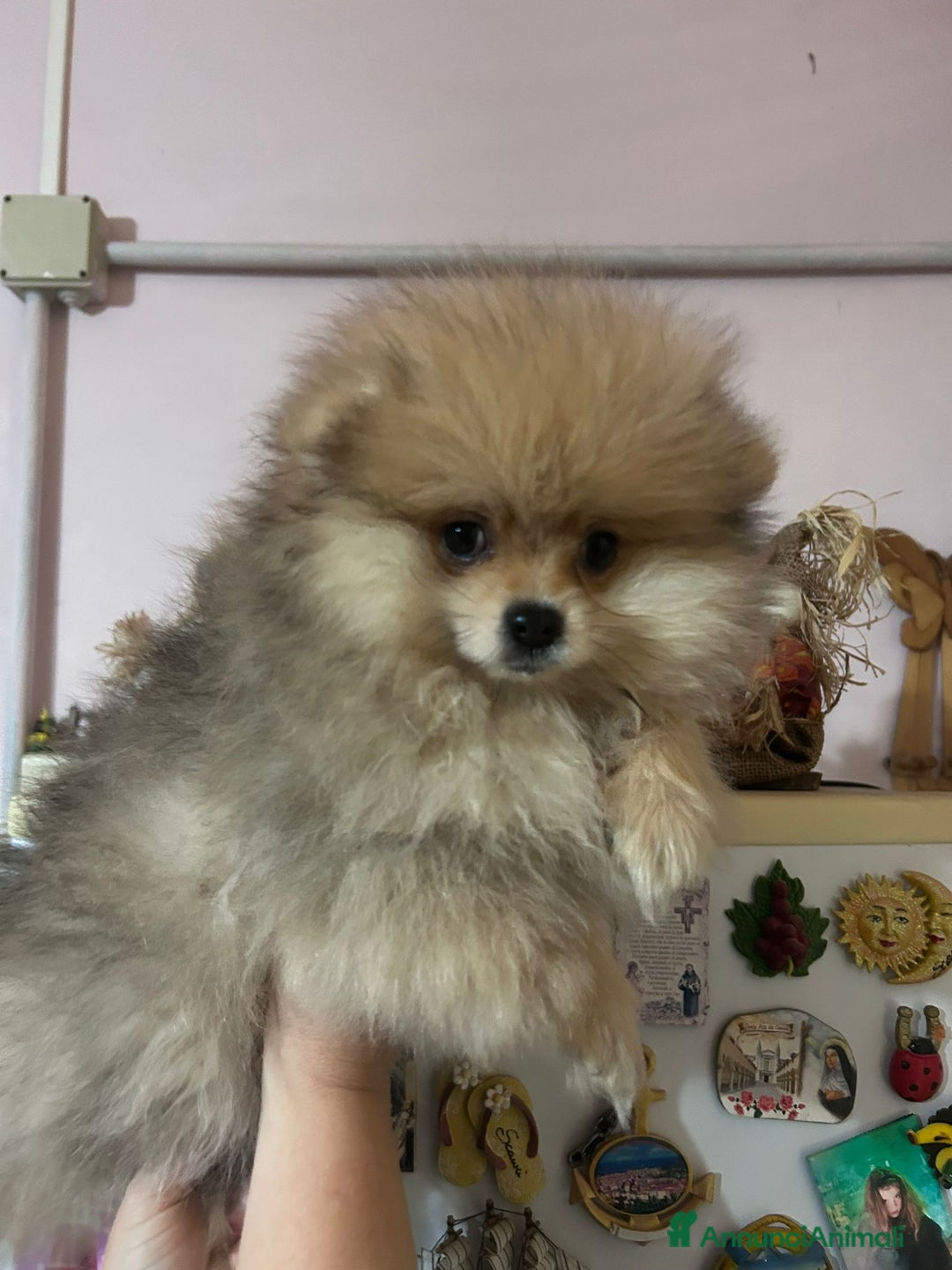 Volpino Pomerania cani in vendita: Cucciolo di pomerania  - Annuncio 5