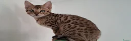 Bengala gatti in vendita: Bengala cuccioli  - Annuncio 8