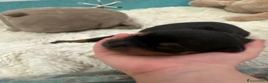 Rottweiler 3