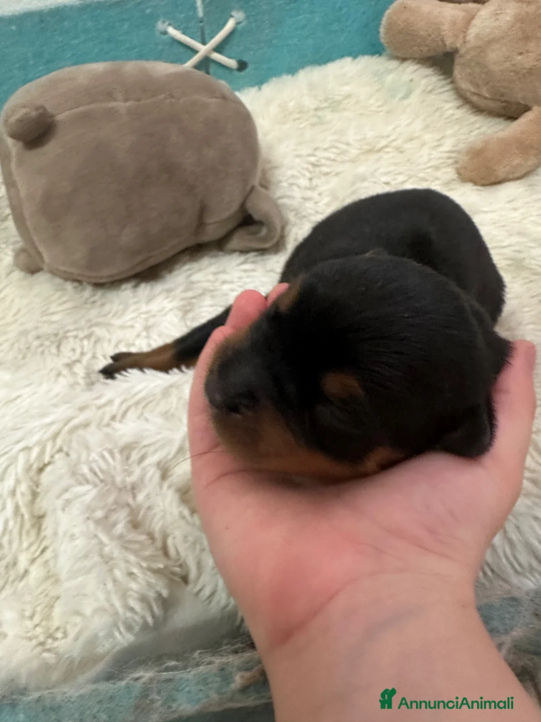 Rottweiler cani in vendita: Cuccioli nati il 15/6  a Provincia di Pavia - Annuncio 2