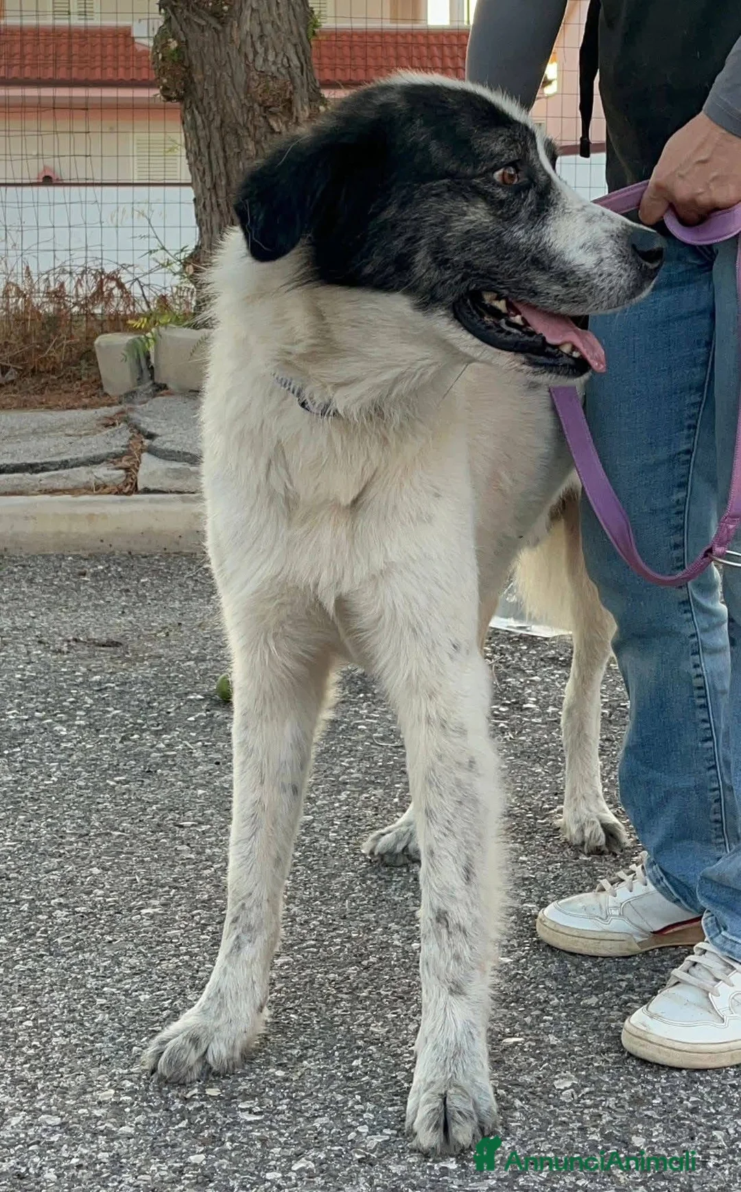 Pastore del Caucaso cani in regalo: Aslan - Annuncio 4