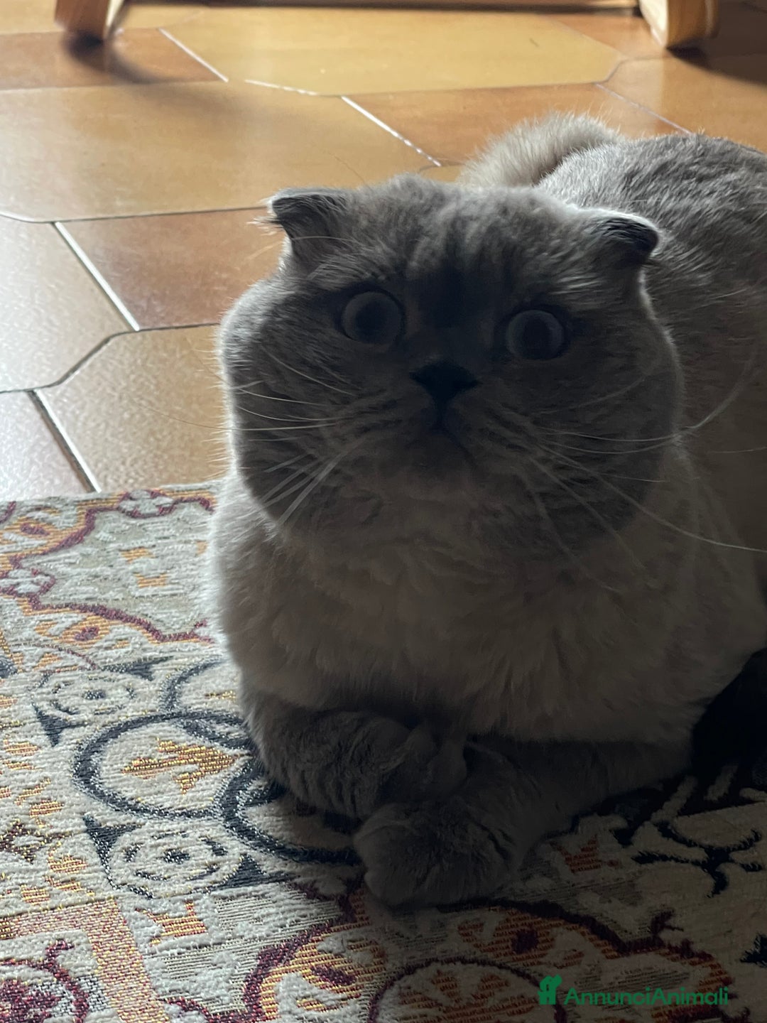 Scottish gatti per accoppiamento: Gatto Scottish fold  - Immagine 9