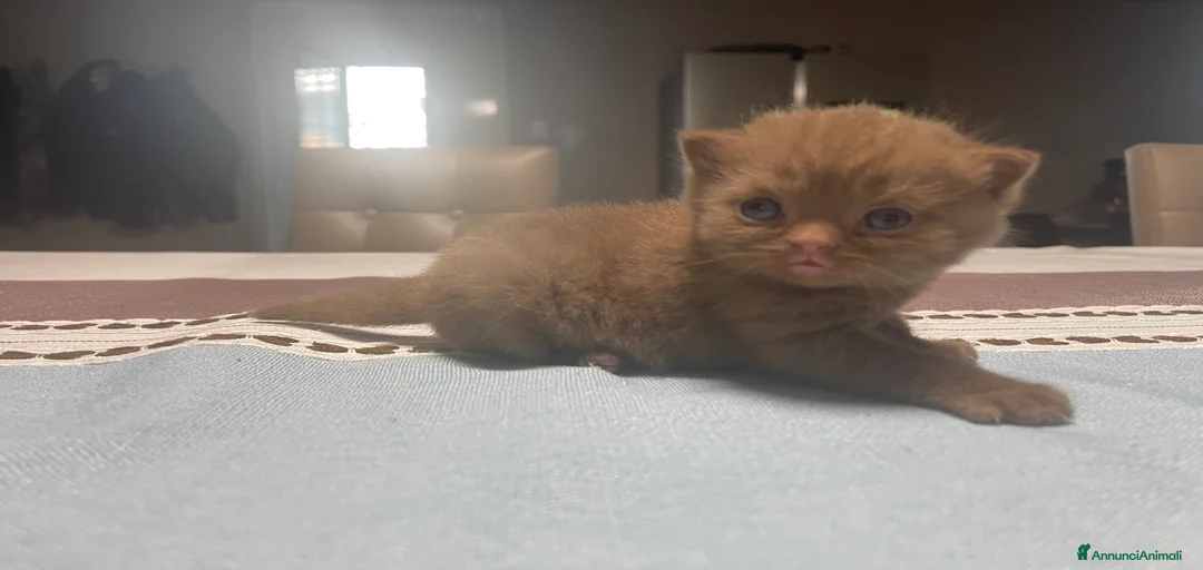 Immagine della galleria {{count}}