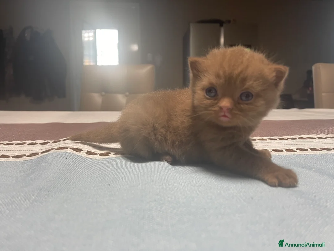 Immagine della galleria {{count}}