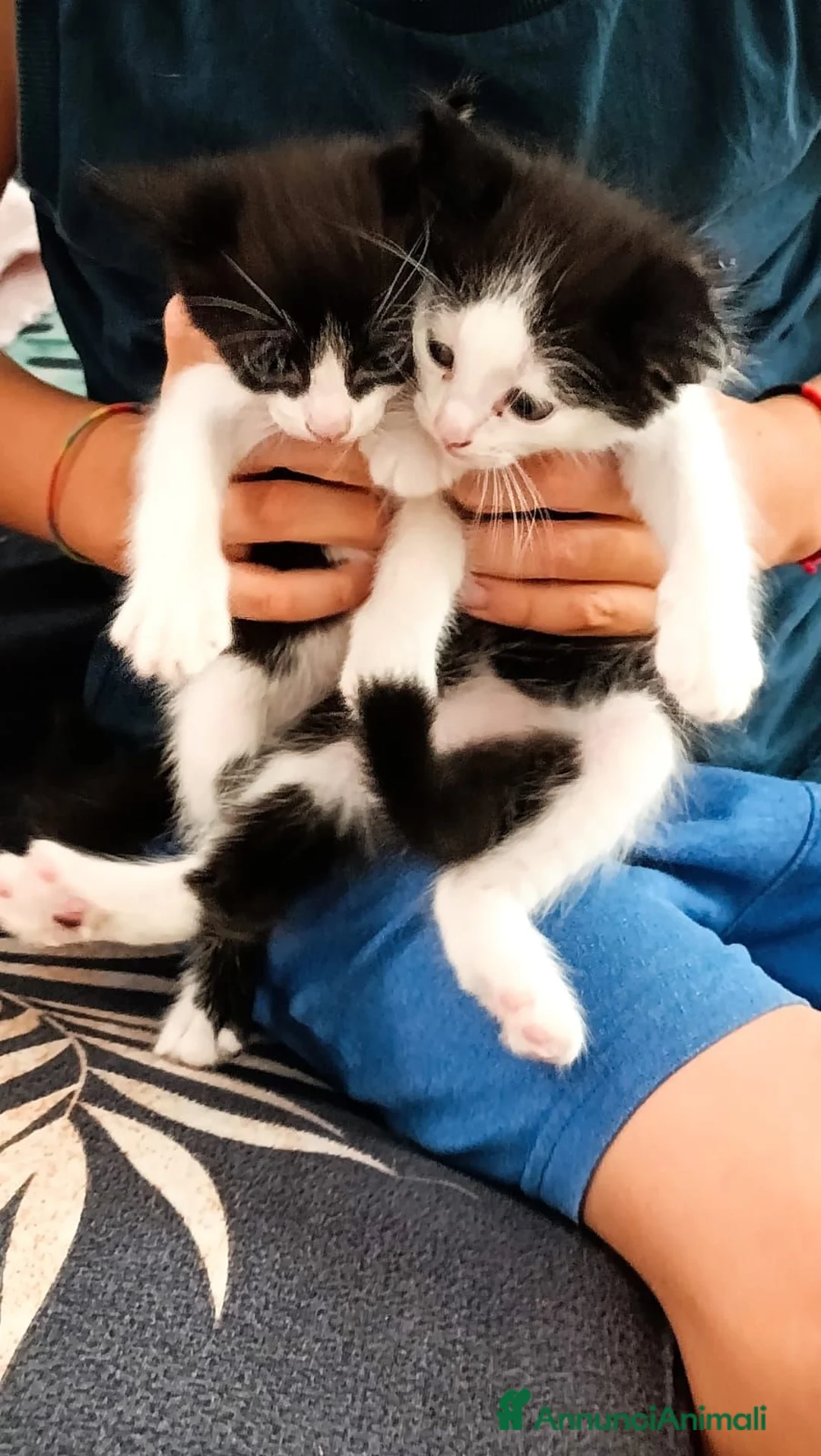 Meticcio gatti in regalo: Regalo bellissimi gattini a Provincia di Vicenza - Annuncio 3