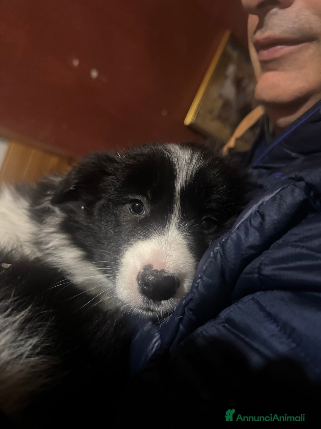 Border Collie cani in vendita: Border collie cuccioli con pedigree - Annuncio 2