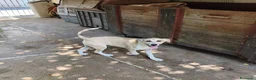 Meticcio cani in regalo: MELANIA triste è rimasta sola tg contenuta - Annuncio 5