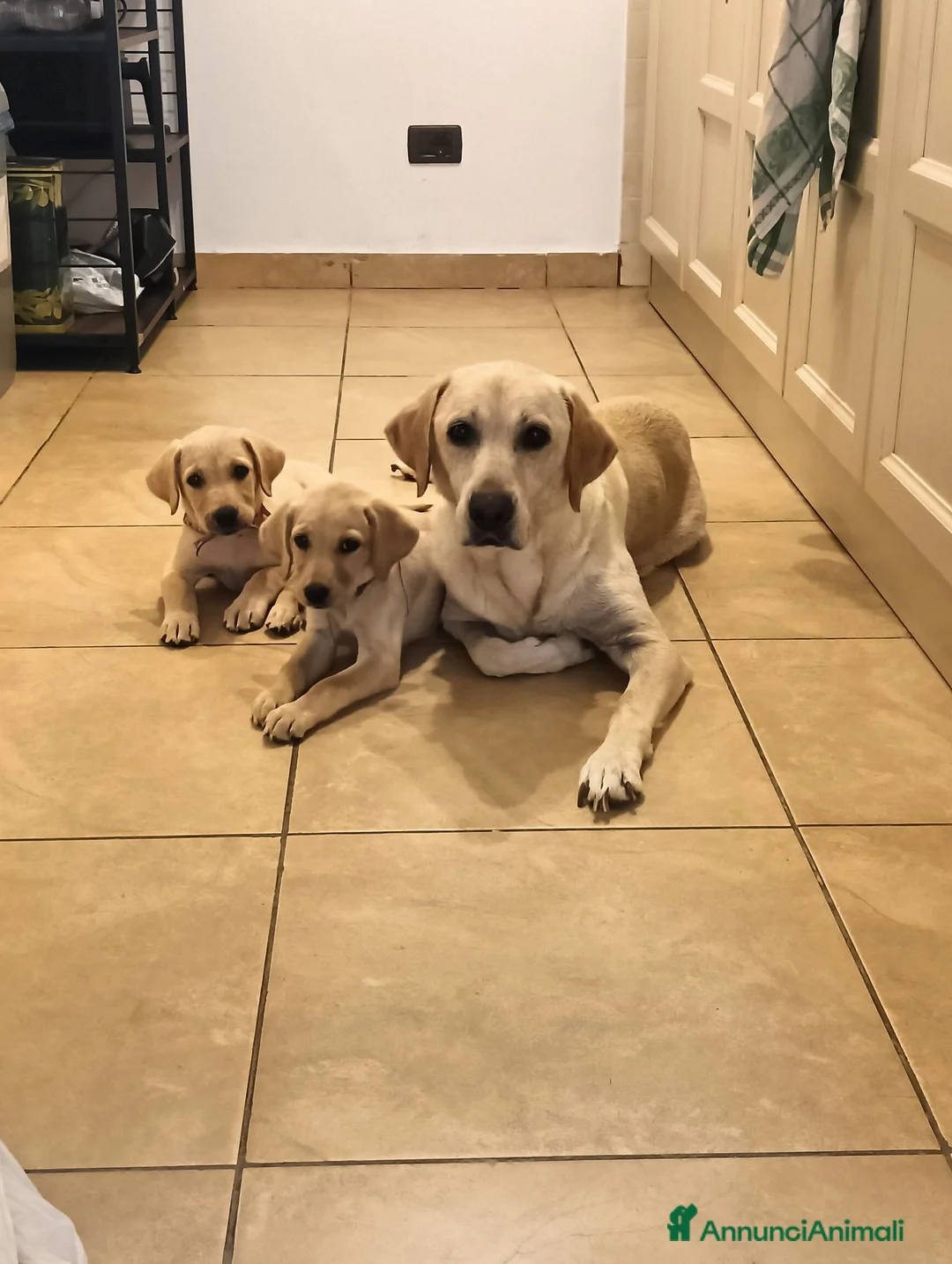Labrador cani in vendita: Labrador  a Città metropolitana di Roma Capitale - Annuncio 1