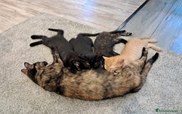 Altre razze gatti in regalo: Gattini svezzati  a Provincia di Novara - Immagine 4