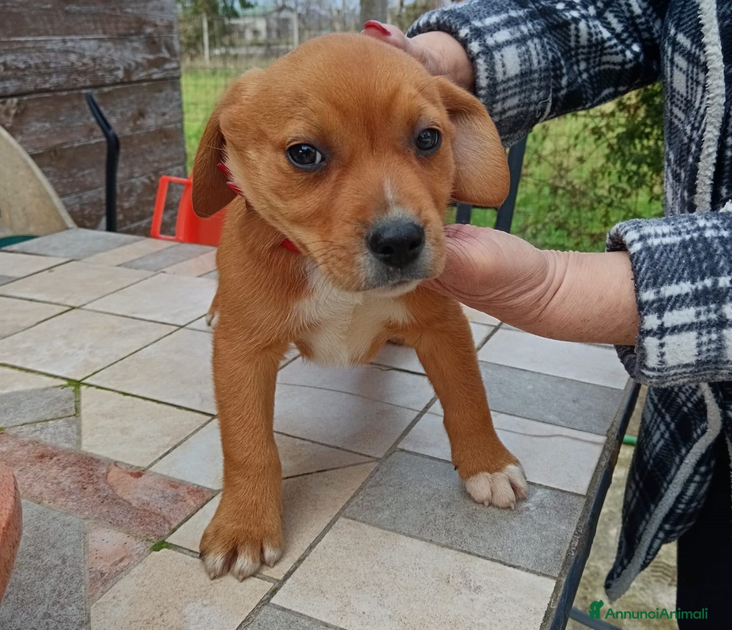 Beagle cani Pluto e Poldino, 2 mesi, cercano adozioni - Annuncio 2