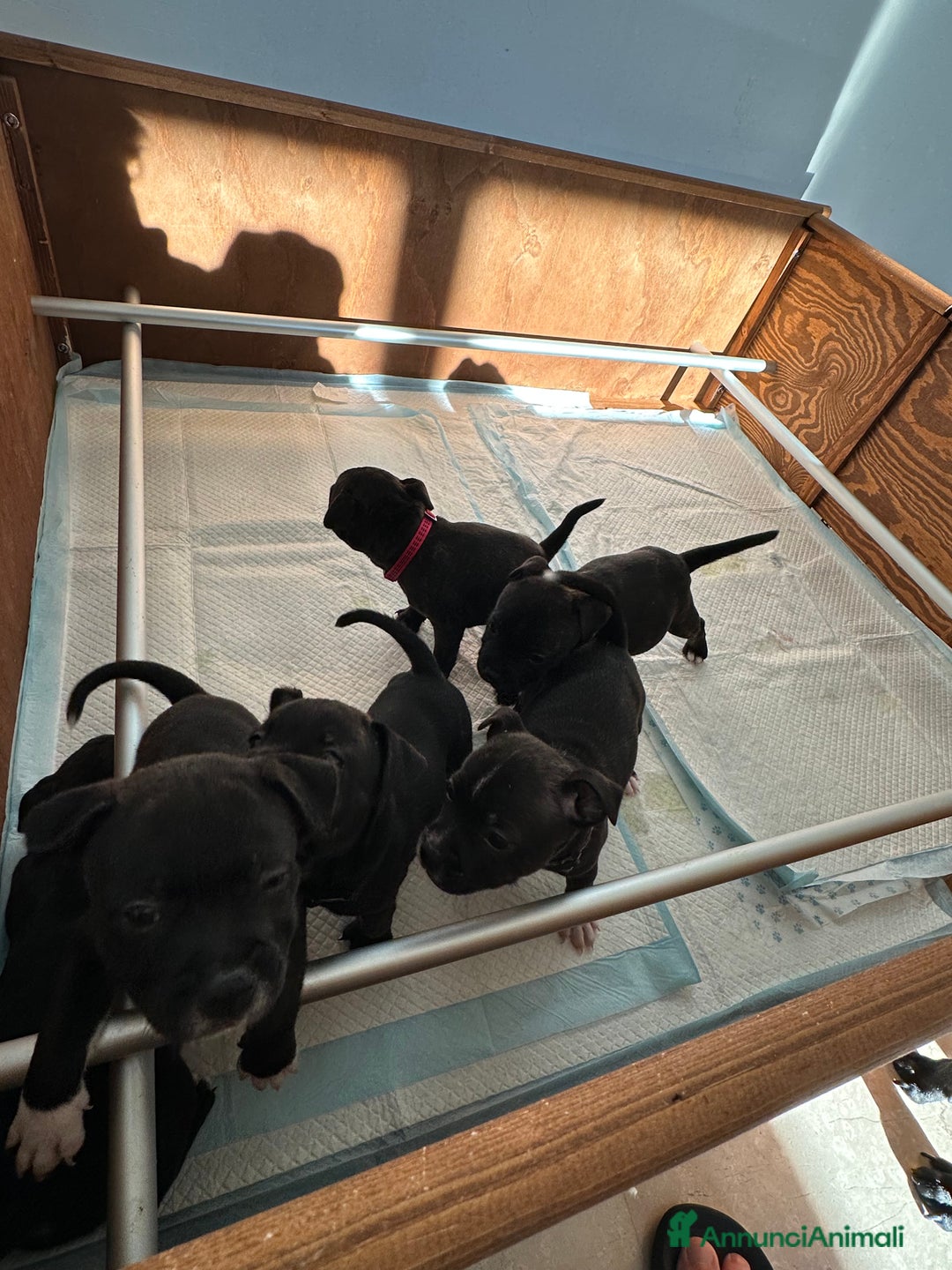 Staffordshire cani in vendita: Staffordshire Bull Terrier (Staffy) - Annuncio 7