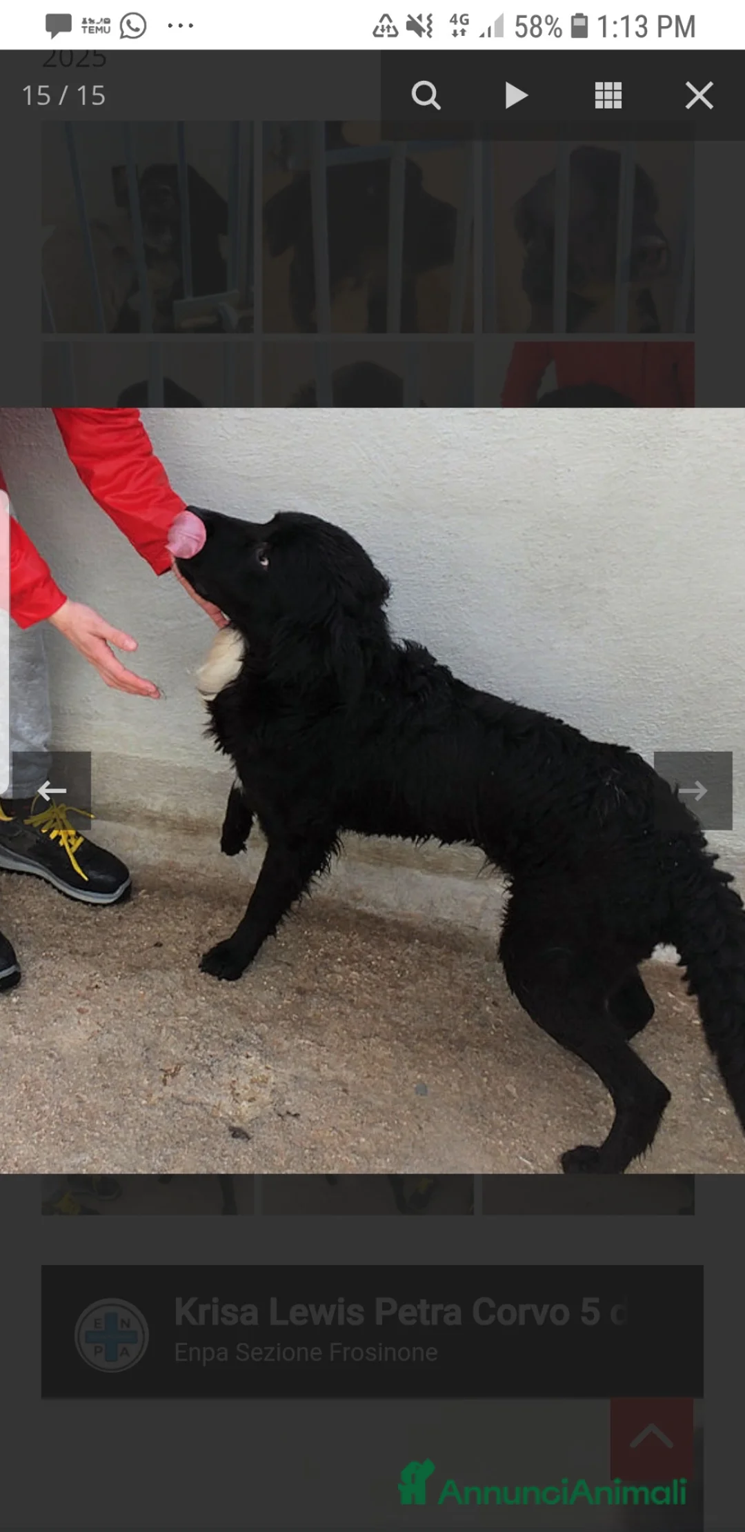 Cocker cani in regalo: ADOZ.DEL💔:x3anni in casa…abbandonato ora, umano a Città metropolitana di Milano - Annuncio 7