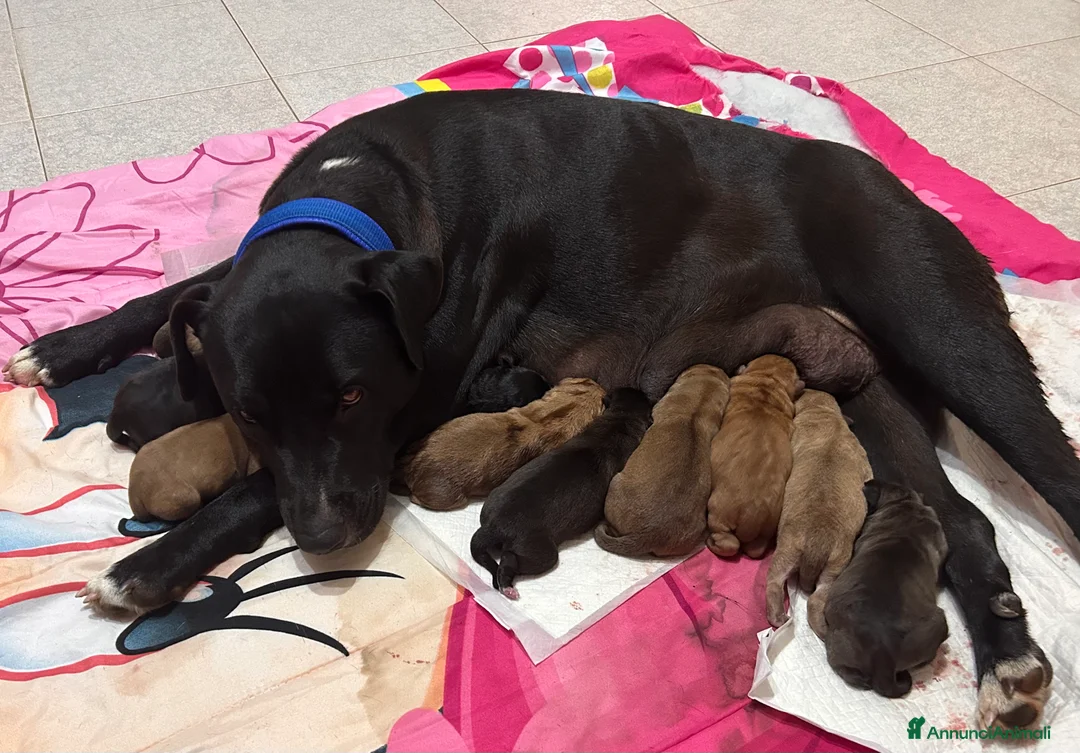 Meticcio cani in regalo: Cuccioli cane - Annuncio 5