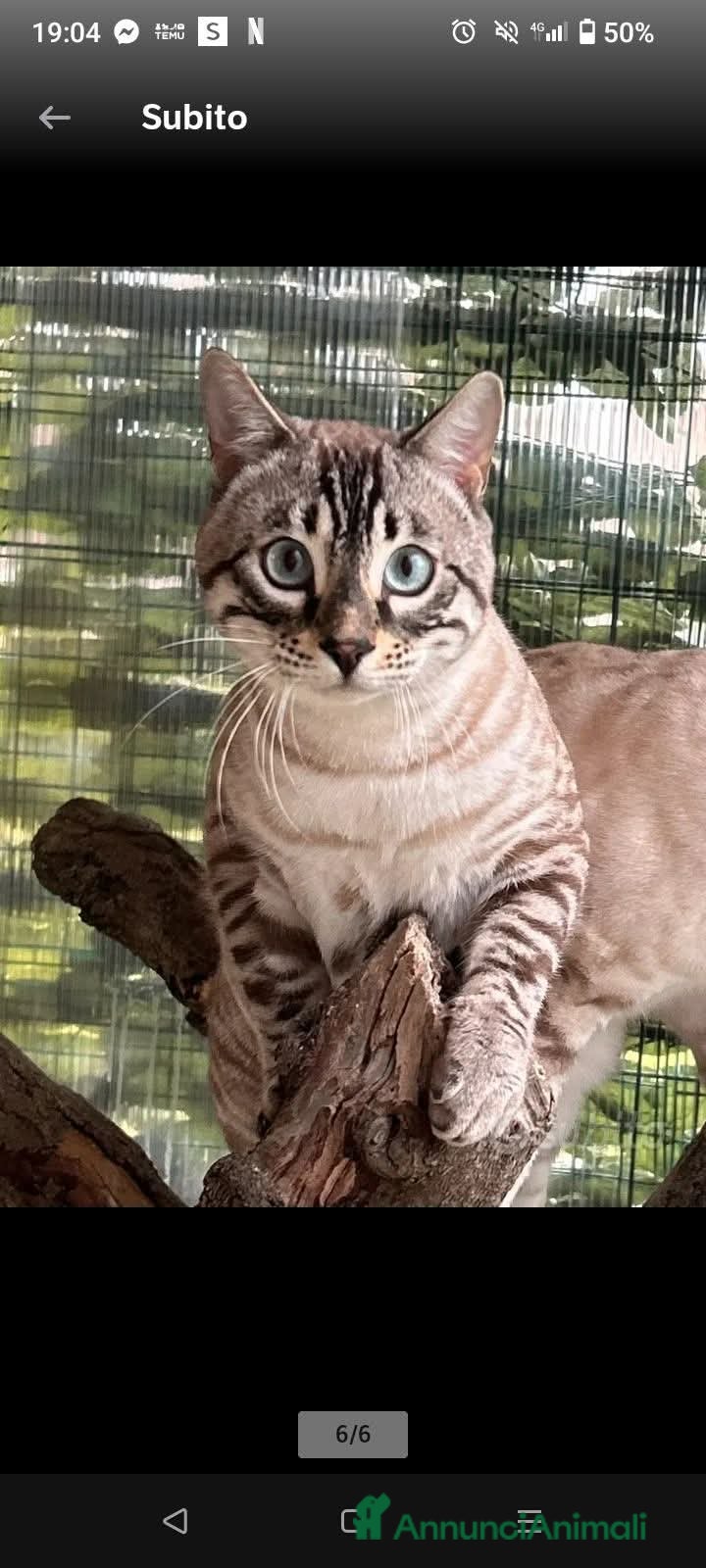 Bengala gatti Gatto bengala snow - Annuncio 9