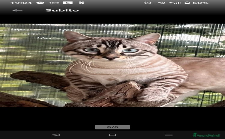 Bengala gatti Gatto bengala snow - Annuncio 18