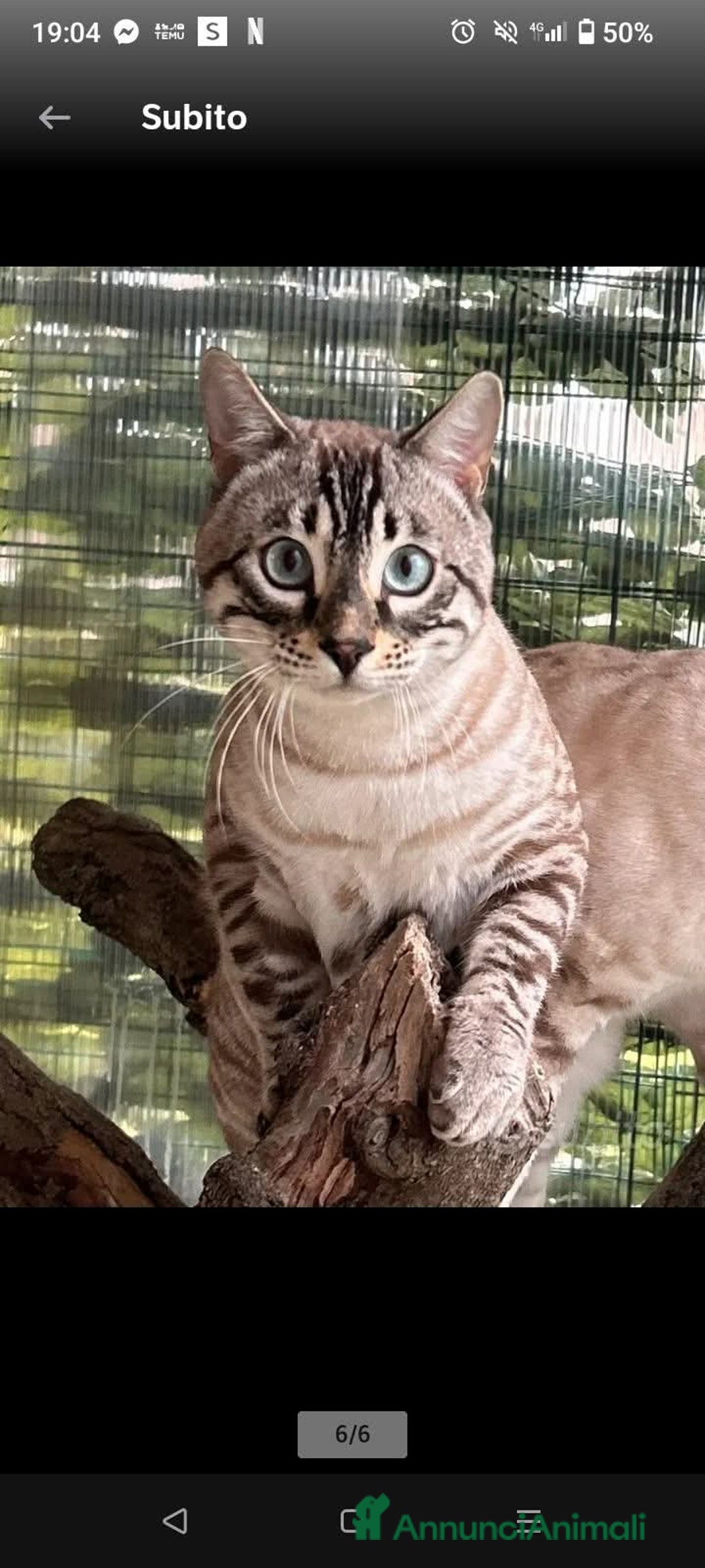 Bengala gatti in vendita: Gatto bengala snow - Annuncio 1