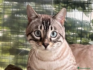 Bengala gatti Gatto bengala snow - Annuncio 20