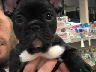 Bulldog Francese cani Cuccioli bulldog francese - Annuncio 1