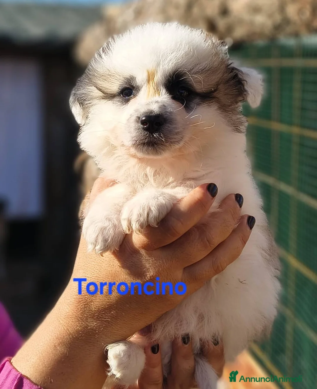 Meticcio cani in regalo: Pandoro Pallino TorroncinoFioccoLuceCannellaStella - Annuncio 7