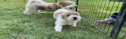 Jack Russell cani in vendita: Jack Russell terrier pelo ruvido  - Annuncio 12