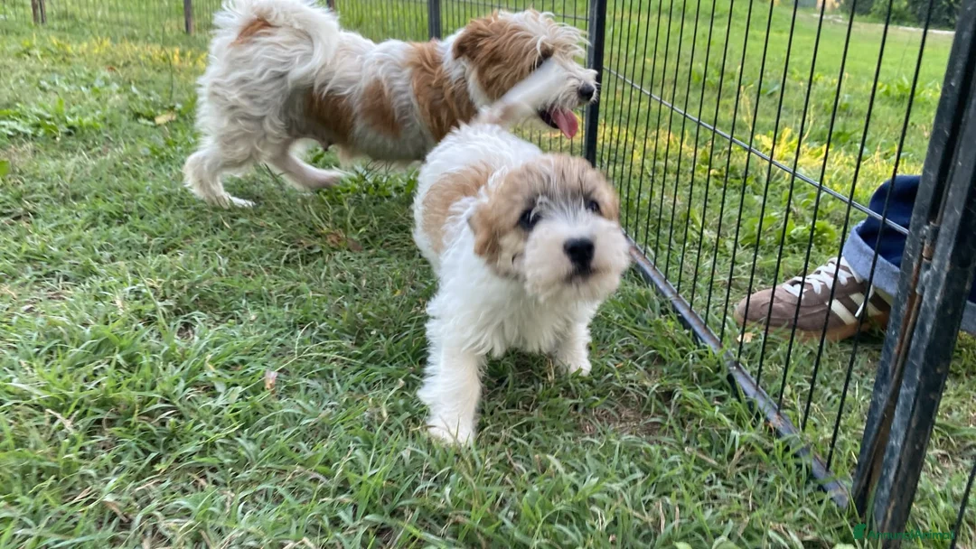 Jack Russell cani in vendita: Jack Russell terrier pelo ruvido  - Annuncio 12