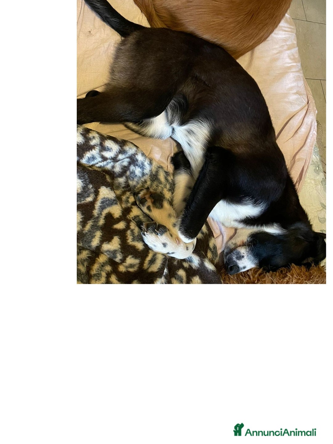 Meticcio cani in regalo: KITTY - Annuncio 2