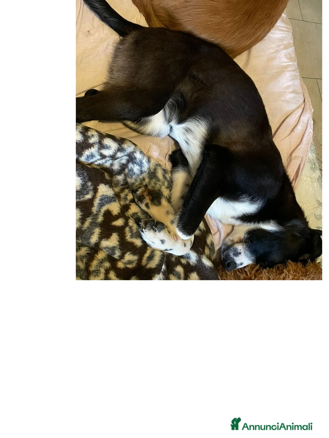 Meticcio cani in regalo: KITTY - Annuncio 2