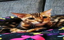 Bengala gatti in vendita: BENGALA CUCCIOLI  - Immagine 4