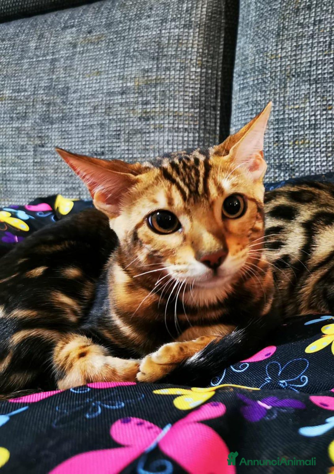 Bengala gatti in vendita: BENGALA CUCCIOLI  - Immagine 4