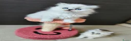 Persiano gatti in vendita: Cucciolata persiani Chinchilla  - Annuncio 4