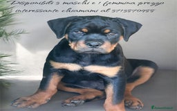 Rottweiler cani in vendita: Cuccioli rottweiler  a Provincia di Massa e Carrara - Immagine 3