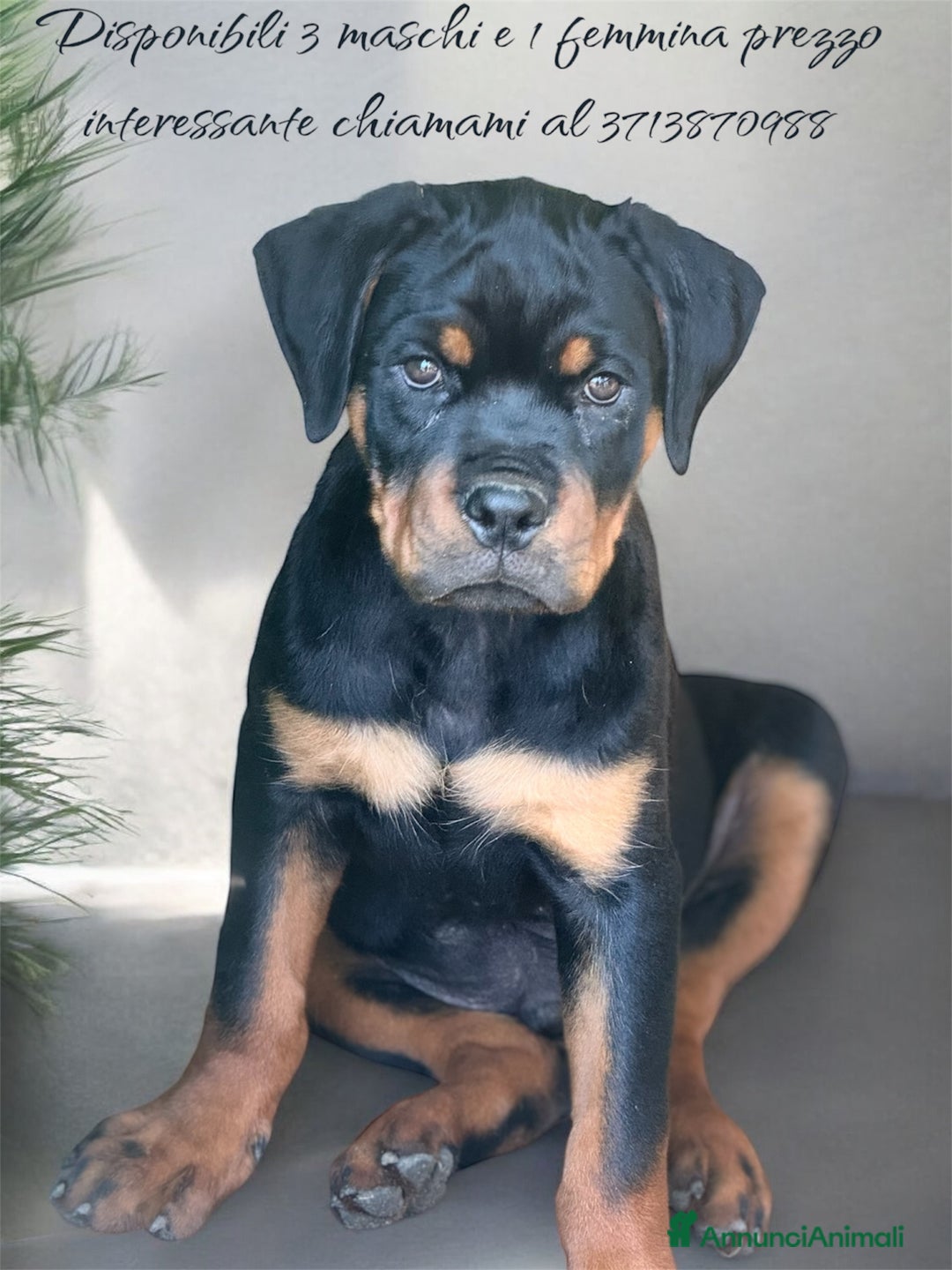 Rottweiler cani in vendita: Cuccioli rottweiler  a Provincia di Massa e Carrara - Immagine 3