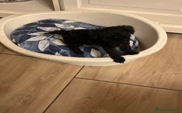 Barboncino Toy cani in vendita: Barboncini Toy - Annuncio 13