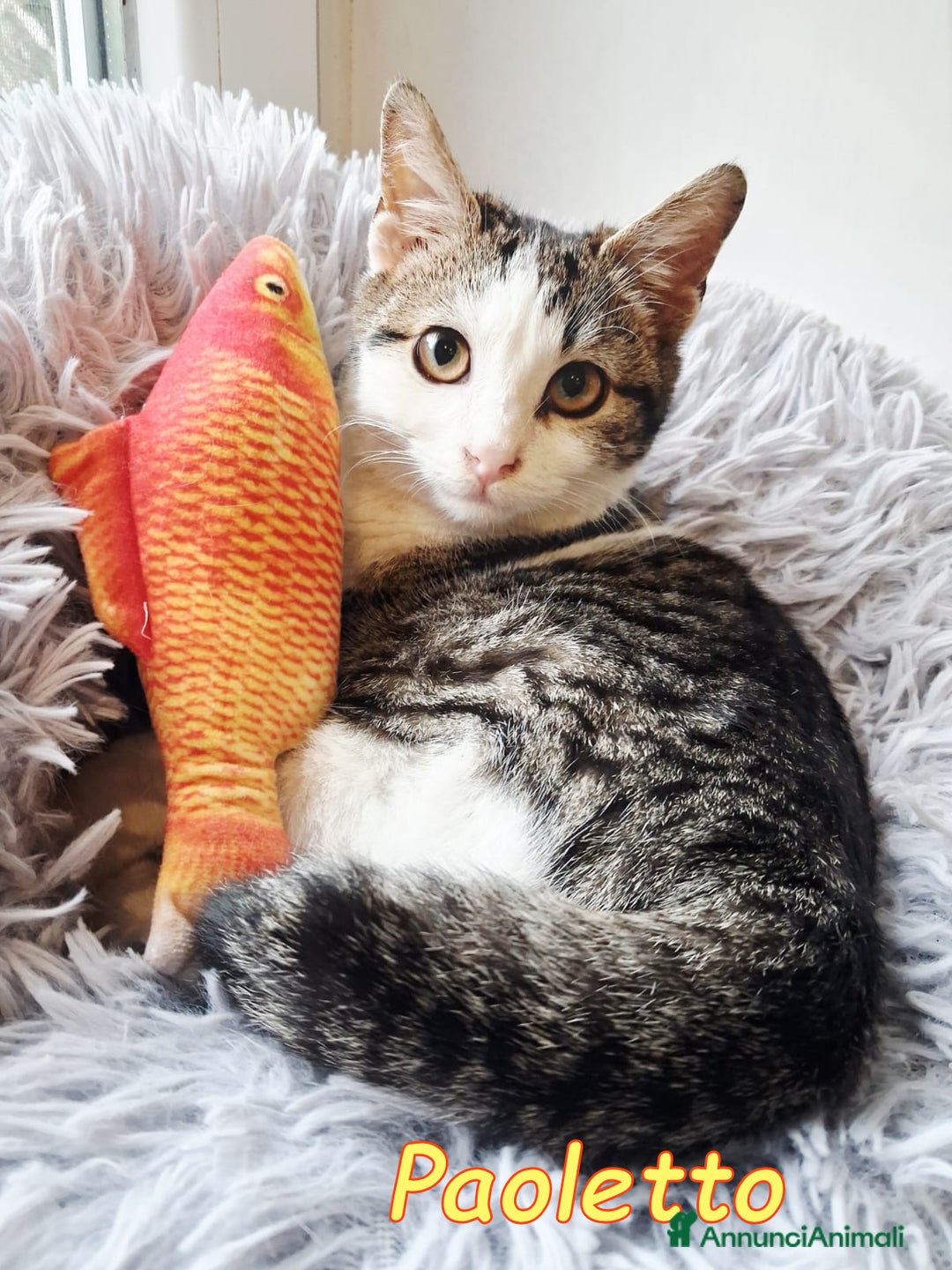 Europeo gatti in regalo:   PAOLETTO 💔 ADOZIONE URGENTE - Annuncio 8