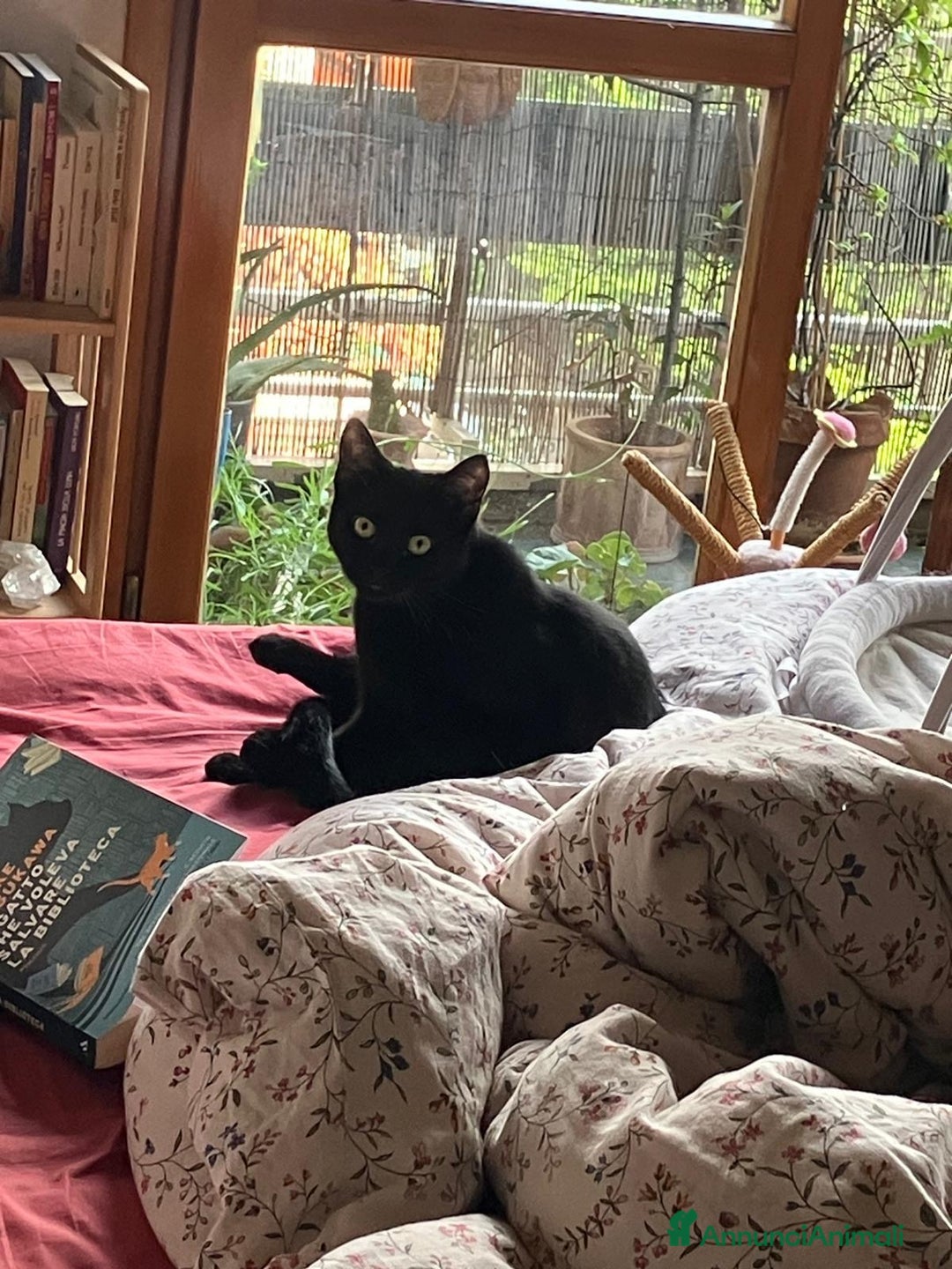 Meticcio gatti in regalo: MESSA PERENNEMENTE SUL BALCONE CON QUESTO FREDDO!! - Annuncio 3