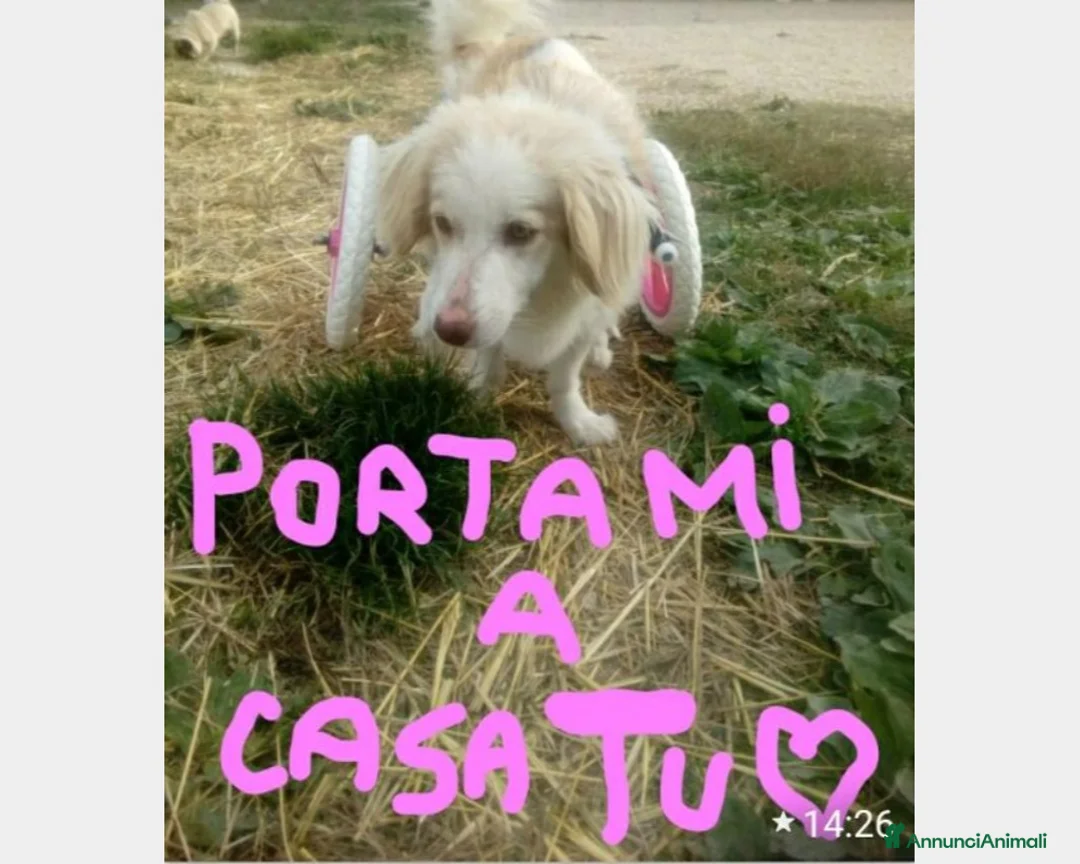 Meticcio cani in regalo: 3anni kg9 PARALIZZATA aspetta il sogno di 1casa  a Bologna - Annuncio 3