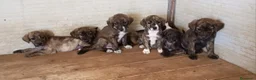 Meticcio cani in regalo: Cuccioli di meticcio - Annuncio 1