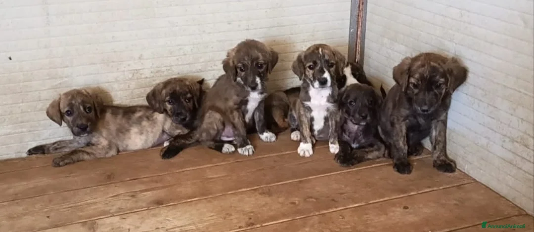 Meticcio cani in regalo: Cuccioli di meticcio - Annuncio 1