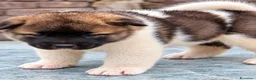 Akita Americano cani in vendita: Cuccioli Akita Americano  - Annuncio 5