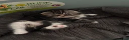 Scottish gatti in vendita: Cucciola Scottish fold - Annuncio 5