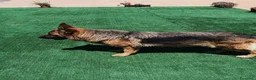 Pastore Tedesco cani in vendita: Pastore Tedesco femmina - Annuncio 4