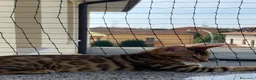 Bengala gatti in vendita: Cuccioli Bengala Con Pedigree  - Annuncio 4