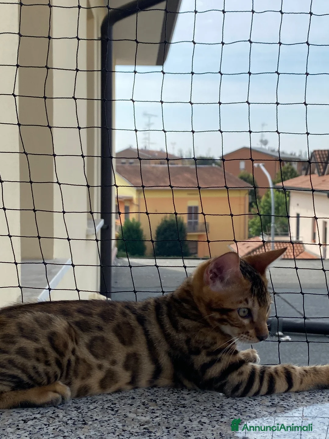 Bengala gatti in vendita: Cuccioli Bengala Con Pedigree  - Annuncio 4