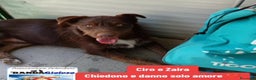 Meticcio cani in regalo: Ciro 2anni marrone fulvo occhi ambra splendido!SUD a Città metropolitana di Milano - Annuncio 7